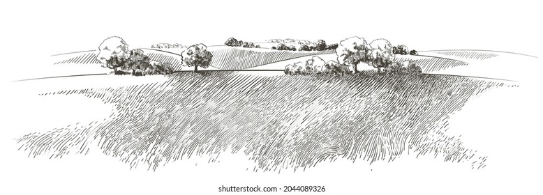 Green grass field small hills  Meadow  alkali  lye  grassland  pommel  lea  pasturage  farm  Rural scenery landscape panorama countryside pastures  Vector sketch illustration