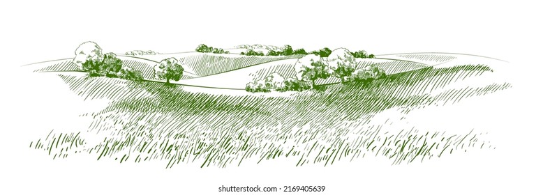 Green grass field on small hills. Meadow, alkali, lye, grassland, pommel, lea, pasturage, farm. Rural scenery landscape panorama of countryside pastures. Vector sketch illustration