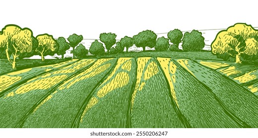 Green grass field on small hills. Meadow, alkali, lye, grassland, pommel, lea, pasturage, farm. Rural scenery landscape panorama of countryside pastures. Vector sketch illustration