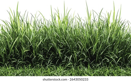 Green grass field row cut out backgrounds, lush nature, spring meadow, outdoor landscape, vibrant greenery, fresh grass, field texture, nature backdrop, rural scenery