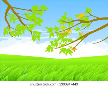green grass field in spring time nature landscape