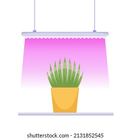 Green grass in flower pot under light of lamp. Growing gardening plants with purple light. Houseplants, gardening. Cultivation of garden plants. Banner, poster. Vector illustration 
