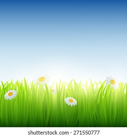 Green grass with flowers. Vector image.