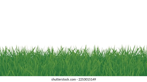 Green Grass Frame Isolated On White Background. Vector