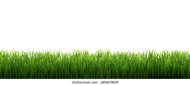 Fondo blanco aislado de marco verde de gramíneas, Ilustración vectorial