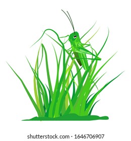 Green grass and grasshopper plants isolated on a white background. Illustration vector