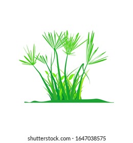 Green grass grows in a swamp with a white background. Illustration vector