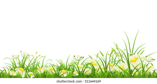 Green grass, herbs and daisies on white background