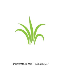 Green grass ilustration vector design