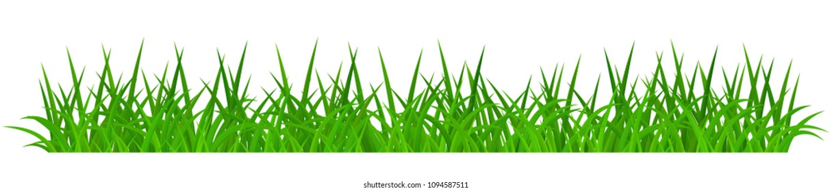 Green grass isolated on white background