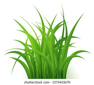 Green Grass  Isolated on white background,tuft of grass,fresh spring grass,panoramic view,3d. Vector Illustration