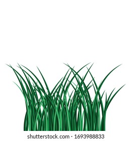 Green grass isolated on white background