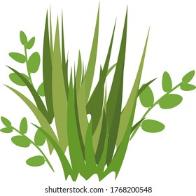 Green grass isolated on white background