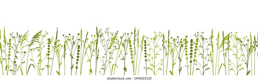 Green grass isolated on white - seamless border with natural herbs - row of wild herbs - herbal silhouettes for spring and summer design
