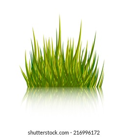 Green grass isolated on white background. Vector illustration. 