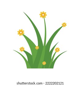 Green Grass Isolated on White Background,flowers