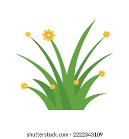 Green Grass Isolated on White Background,flowers