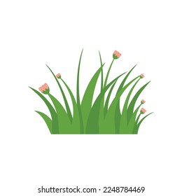 Green Grass Isolated on White Background,flowers