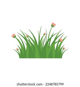 Green Grass Isolated on White Background,flowers