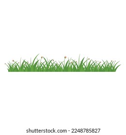 Green Grass Isolated on White Background,flowers