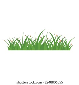 Green Grass Isolated on White Background,flowers