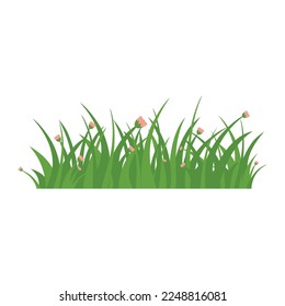 Green Grass Isolated on White Background,flowers