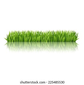 Green grass isolated on a white background