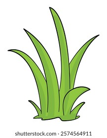 Green Grass isolated on white background