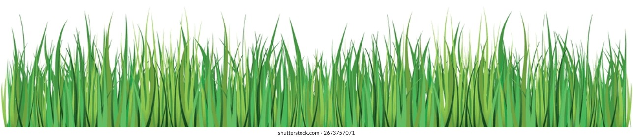 Grama Verde. Grama isolada sobre fundo branco, ilustração vetorial