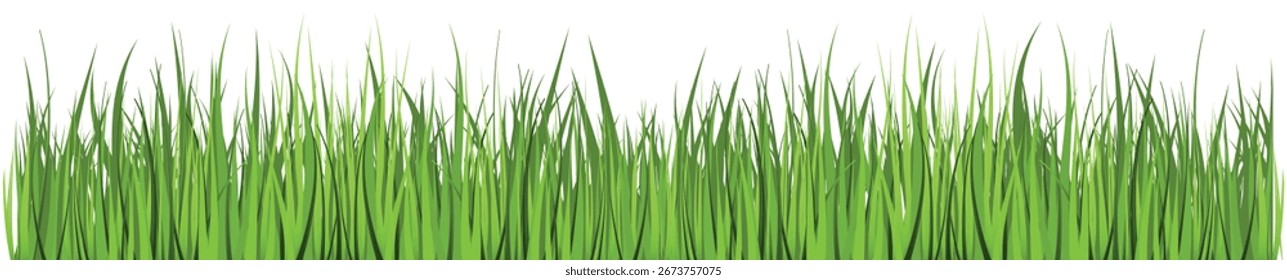 Green Grass. Grass isolated on white background, vector illustration