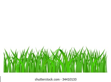 Green grass isolated on white background, vector illustration