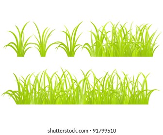 Green Grass, Isolated On White Background, Vector Illustration