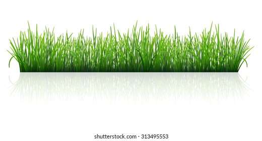 Green grass, Isolated with reflection on white background. Vector Illustration