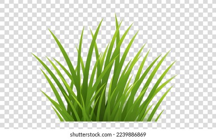 Green Grass Isolated And Transparent Background , Vector Illustration
