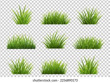 Green Grass Isolated Transparent Background With Gradient Mesh, Vector Illustration