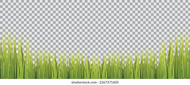 Green Grass Isolated Transparent background. Vector illustration.