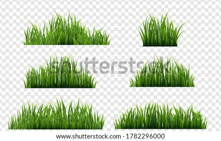 Green Grass Isolated Transparent Background, Vector Illustration