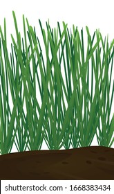 Green grass isolated. vector illustration