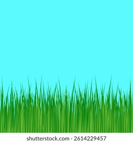 Green grass, isolated vector illustration.