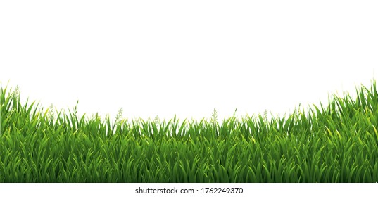 Green Green Grass Isolated White Background With Gradient Mesh, Vector Illustration