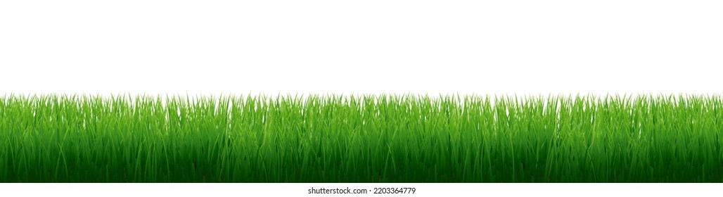 Fondo blanco aislado de la hierba verde, Ilustración vectorial