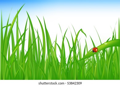 Green Grass With Ladybird