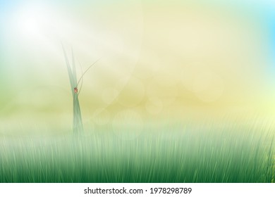 Green Grass with ladybug  In Bokeh Sunshine with mist