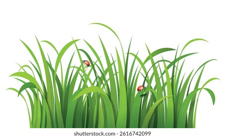 Green Grass with Ladybugs: Nature Background