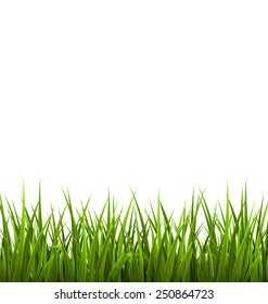 Green grass lawn isolated on white. Floral nature spring background