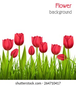 Green grass lawn with red tulips isolated on white. Floral nature flower background