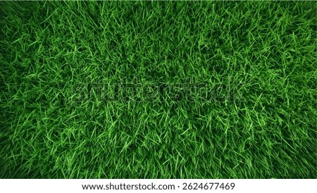 Green Grass Lawn Texture – Top View
