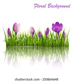 Green grass lawn, violet crocuses and sunrise with reflection on white. Floral nature spring background