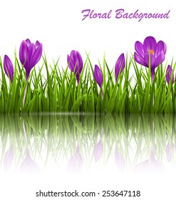 Green grass lawn and violet crocuses with reflection on white. Floral nature spring background