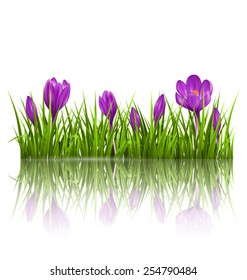 Green grass lawn and violet crocuses with reflection on white. Floral nature spring background